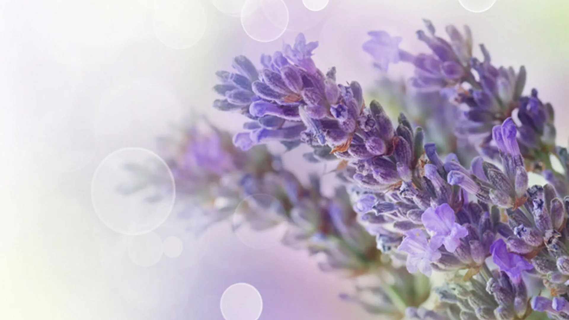 Euro Master Spa Aromatizzati